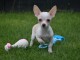 Chiots chihuahua femelle disponible de suite