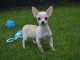 Chiots chihuahua femelle disponible de suite