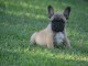 Chiot bouledogue fran&ccedil;ais m&acirc;le et femelle &agrave; placer