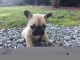 Chiot bouledogue fran&ccedil;ais m&acirc;le et femelle &agrave; placer