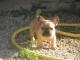 Chiot bouledogue fran&ccedil;ais m&acirc;le et femelle &agrave; placer