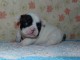 Chiot bouledogue fran&ccedil;ais m&acirc;le et femelle &agrave; placer