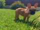 Chiot bouledogue fran&ccedil;ais m&acirc;le et femelle &agrave; placer