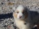 A donn&eacute; chiot type berger australien femelle