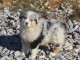 A donn&eacute; chiot type berger australien femelle