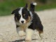 A donn&eacute; chiot type berger australien femelle