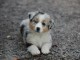 A donn&eacute; chiot type berger australien femelle