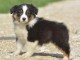 A donn&eacute; chiot type berger australien femelle
