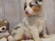 A donn&eacute; chiot type berger australien femelle