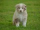 A donn&eacute; chiot type berger australien femelle