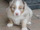 A donn&eacute; chiot type berger australien femelle