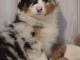 A donn&eacute; chiot type berger australien femelle