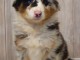 A donn&eacute; chiot type berger australien femelle