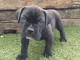 Canne Corse Lof Disponible a pr&eacute;sent 4 chiots