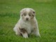 A donn&eacute; chiot type berger australien femelle
