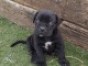 Canne Corse Lof Disponible a pr&eacute;sent 4 chiots