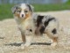 A donn&eacute; chiot type berger australien femelle