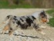 A donn&eacute; chiot type berger australien femelle