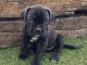 Canne Corse Lof Disponible a pr&eacute;sent 4 chiots