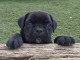 Canne Corse Lof Disponible a pr&eacute;sent 4 chiots