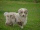 Adoption Chiot type berger australien