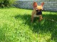 Chiots bouledogue fran&ccedil;ais femelle & m&acirc;le