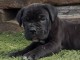 Canne Corse Lof Disponible a pr&eacute;sent 4 chiots