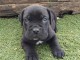 Canne Corse Lof Disponible a pr&eacute;sent 4 chiots