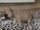 Je donnes chiot bouledogue fran&ccedil;ais femelle