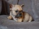 A donner chiot bouledogue fran&ccedil;ais femelle