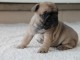 A donner chiot bouledogue fran&ccedil;ais femelle