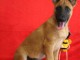 Chiot Berger Belge femelle et m&acirc;le &acirc;g&eacute; de 4 mois