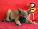 Chiot Berger Belge femelle et m&acirc;le &acirc;g&eacute; de 4 mois
