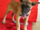 Chiot Berger Belge femelle et m&acirc;le &acirc;g&eacute; de 4 mois