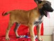 Chiot Berger Belge femelle et m&acirc;le &acirc;g&eacute; de 4 mois