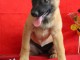 Chiot Berger Belge femelle et m&acirc;le &acirc;g&eacute; de 4 mois