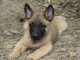 Chiot Berger Belge femelle et m&acirc;le &acirc;g&eacute; de 4 mois