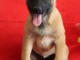 Chiot Berger Belge femelle et m&acirc;le &acirc;g&eacute; de 4 mois