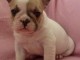 Chiot femelle type bouledogue fran&ccedil;ais &agrave; adopter
