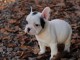Chiot femelle type bouledogue fran&ccedil;ais &agrave; adopter