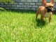 Chiot femelle type bouledogue fran&ccedil;ais &agrave; adopter