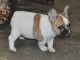 Chiot femelle type bouledogue fran&ccedil;ais &agrave; adopter