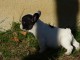 Chiot femelle type bouledogue fran&ccedil;ais &agrave; adopter