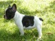 Chiot femelle type bouledogue fran&ccedil;ais &agrave; adopter