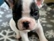 Chiot femelle type bouledogue fran&ccedil;ais &agrave; adopter