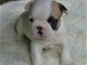 Chiot femelle type bouledogue fran&ccedil;ais &agrave; adopter