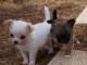 Chiot femelle chihuahua blanc cr&egrave;me &agrave; donner