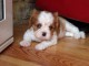 Chiot cavalier King charles spaniel m&acirc;le