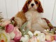 Chiot cavalier King charles spaniel m&acirc;le