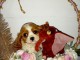 Chiot cavalier King charles spaniel m&acirc;le